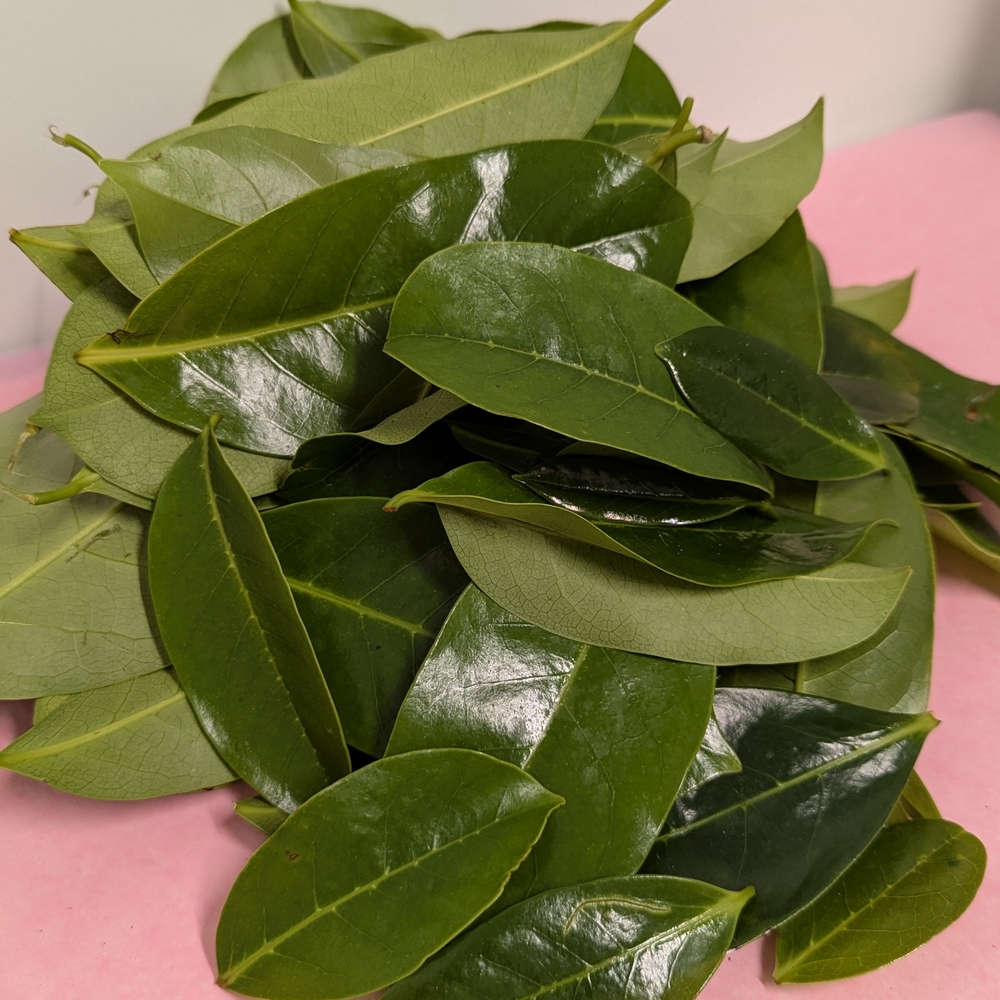 4oz Soursop Fresh Leaves For Herbal Teas